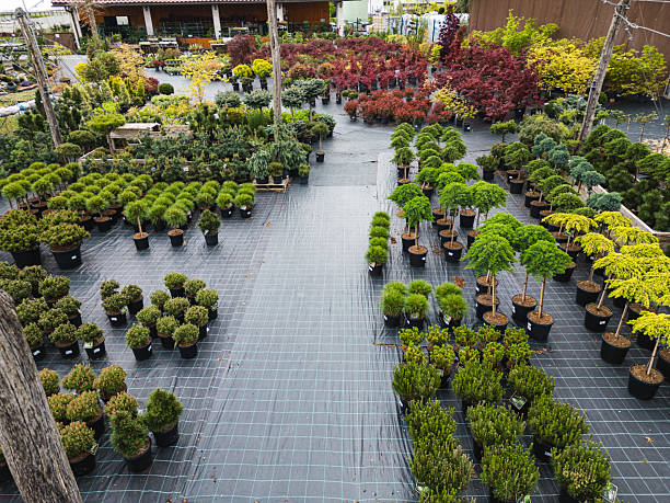 Aerial view of a vibrant plant nursery showcasing a variety of potted plants, including shrubs, trees, and ornamental plants arranged neatly on a black surface.