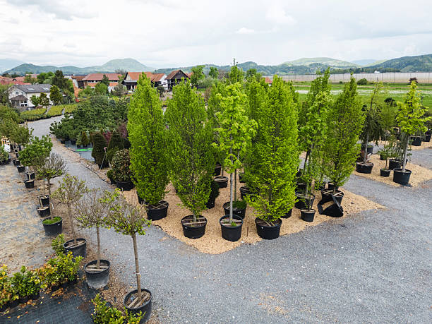 Aerial view of a nursery featuring various trees in pots, arranged in a landscaped area. Green foliage contrasts with gravel pathways, surrounded by mountains in the background.