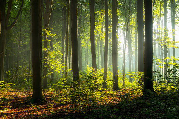 istock Beautiful morning in the forest 2212854761