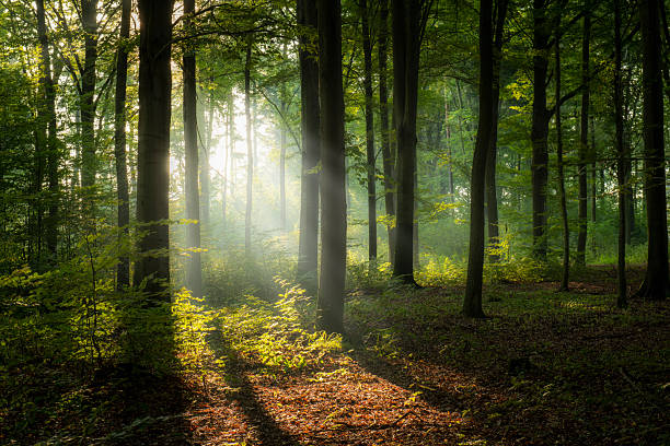 istock Beautiful morning in the forest 2212854947