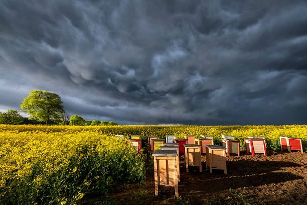 Stormy clouds over the bee hives and rape field