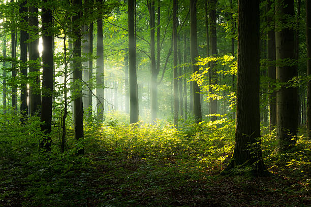 istock Beautiful morning in the forest 2212855452