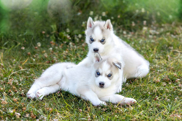 istock Two small husky puppies with blue eyes, portrait 2212855539