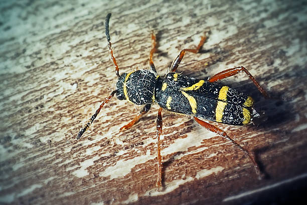 istock Clytus arietis Wasp Beetle Insect 2212856745