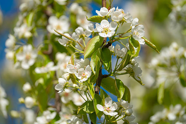 istock cherry and pear branch with white flowers and leaves on a blue sky background 2212856748