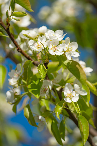 cherry and pear branch with white flowers and leaves on a blue sky background
