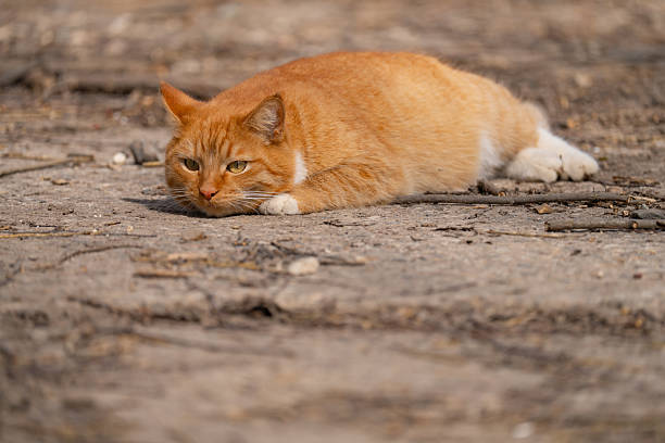 A red-haired cat on a walk on a sunny spring day
