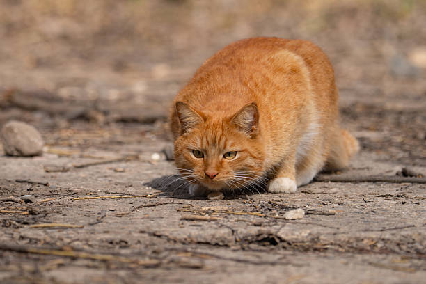 A red-haired cat on a walk on a sunny spring day