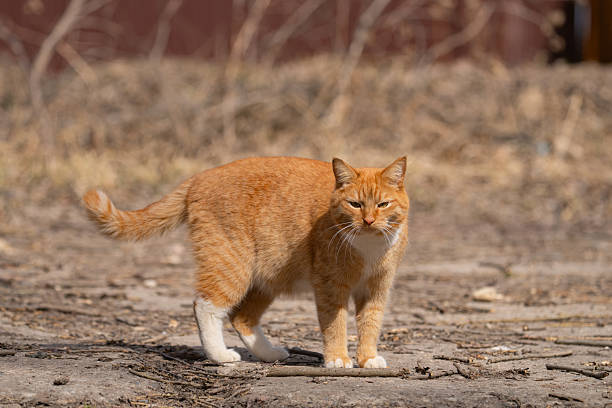 A red-haired cat on a walk on a sunny spring day
