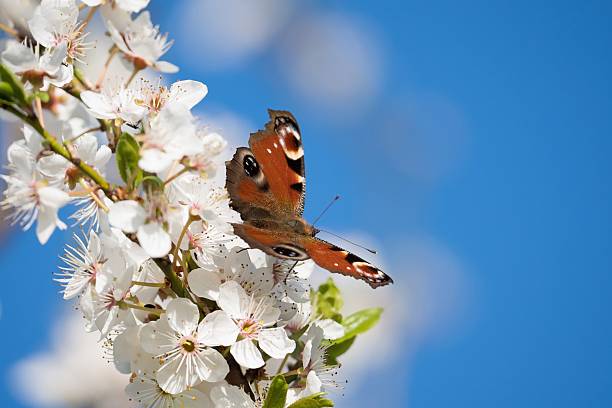 istock A vibrant Peacock Butterfly perched on delicate Cherry Blossoms 2212858453