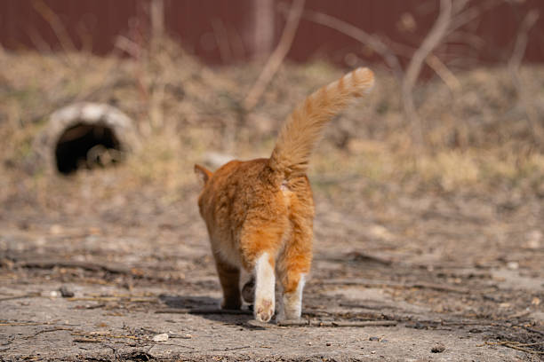 A red-haired cat on a walk on a sunny spring day