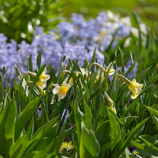 istock Blooming hyacinths and daffodils on a green lawn, spring day 2212860085