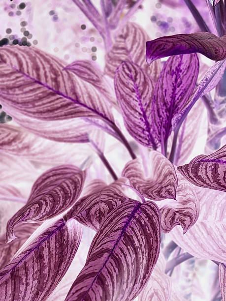 istock violet ultra texture pattern background, colorful from the nature 2212860243