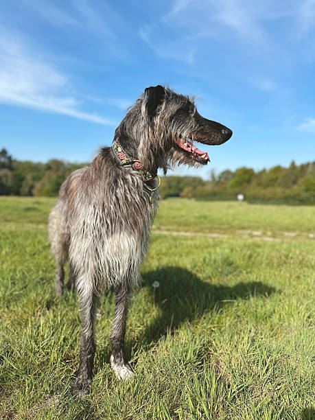 istock Scottish Deerhound On A Sunny Day 2212860970