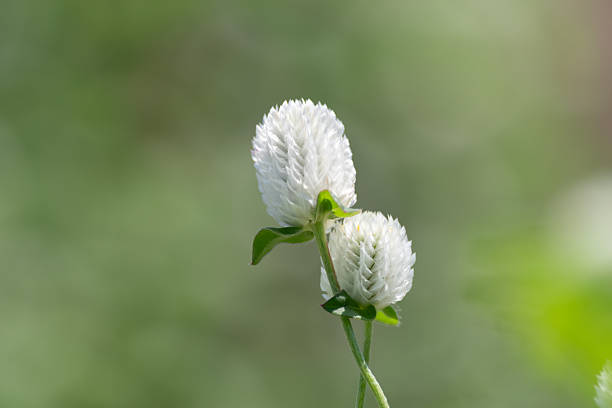 Small pink and white flowers