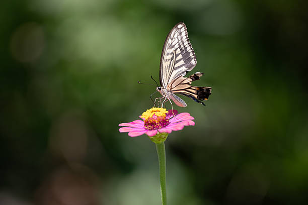 istock A swallowtail butterfly sucking nectar from a flower 2212862142