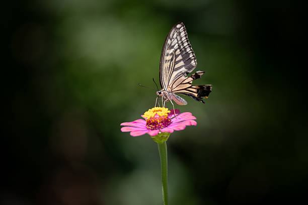 istock A swallowtail butterfly sucking nectar from a flower 2212862158