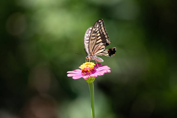 istock A swallowtail butterfly sucking nectar from a flower 2212862168