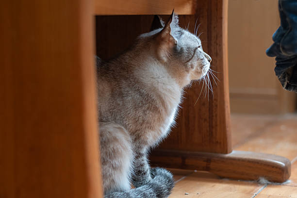 istock Cute cat hiding under a chair 2212862284