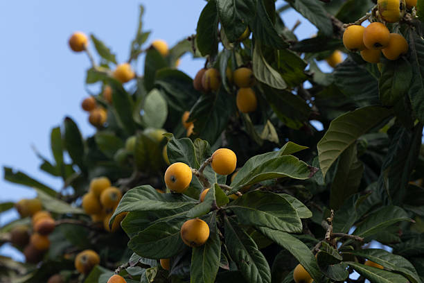 istock Fresh organic loquat fruit on the tree 2212862447