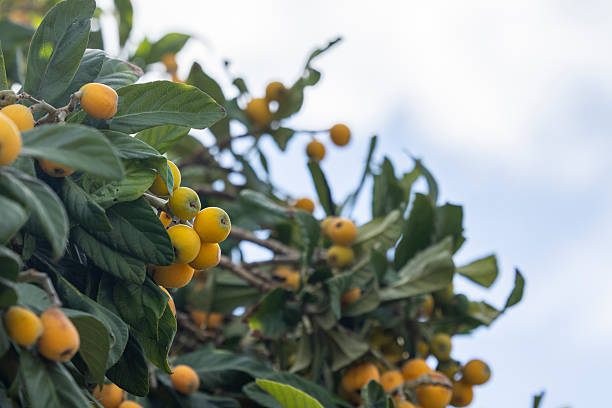 istock Fresh organic loquat fruit on the tree 2212862555