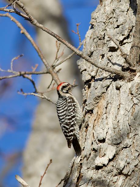istock Ladder-backed woodpecker 2212864158