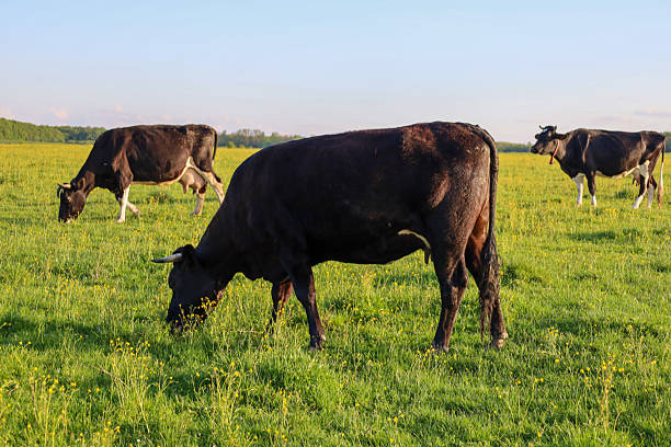 istock Three black cows graze in a bright green meadow covered with small yellow flowers under a blue sky. Peaceful rural landscape with peacefully grazing animals in the warm rays of light. The photo conveys serenity. 2212865131