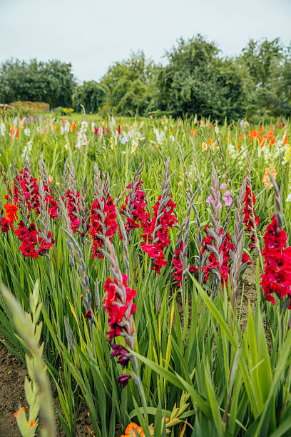 istock Vibrant Gladiolus Field in Full Bloom 2212865829