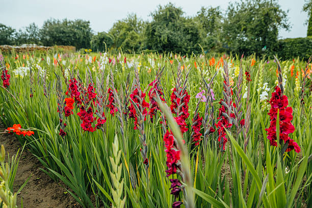 istock Vibrant Gladiolus Field in Full Bloom 2212865839