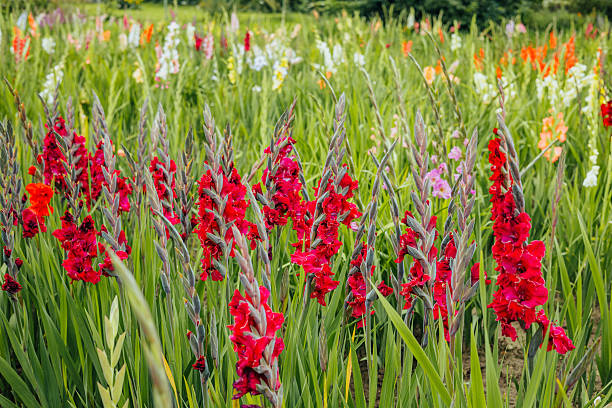 istock Vibrant Gladiolus Field in Full Bloom 2212865846