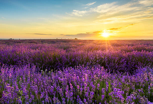istock Beautiful lavender field sunset landscape 2212866246