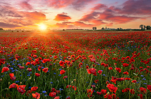 istock Beautiful sunrise over red poppies field 2212867646