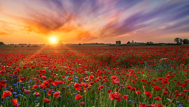istock Beautiful sunrise over red poppies field 2212867699