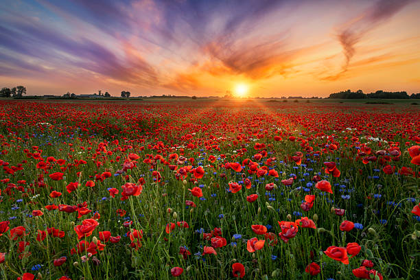 istock Beautiful sunrise over red poppies field 2212867905