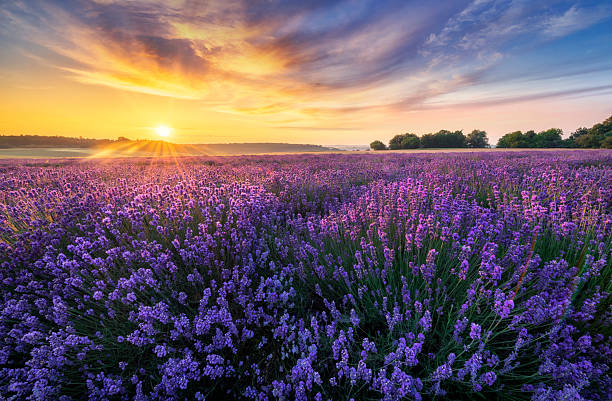 istock Beautiful lavender field sunset landscape 2212867916