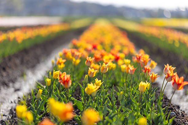 Colorful tulip field