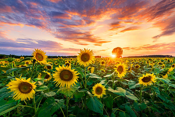 istock Beautiful sunset over sunflower field 2212868829