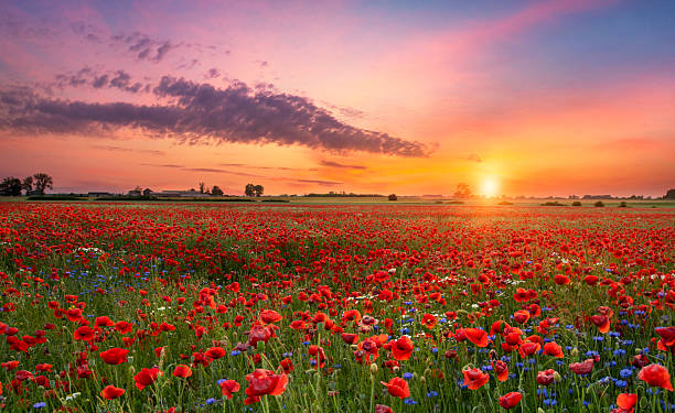 istock Beautiful sunrise over red poppies field 2212869143