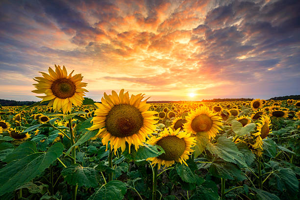 istock Beautiful sunset over sunflower field 2212869448
