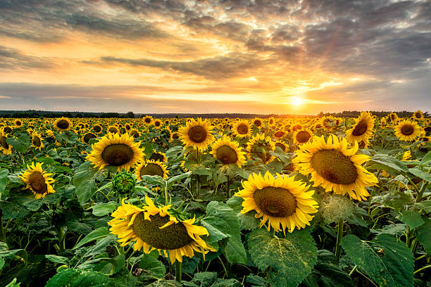 istock Beautiful sunset over sunflower field 2212869587