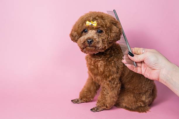 istock Woman combing a mini poodle on a pink background. 2212869647