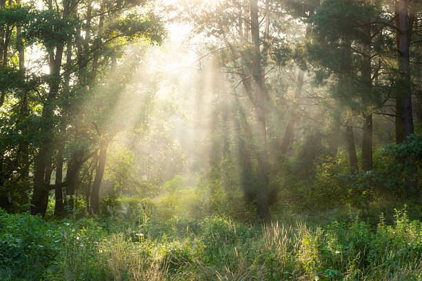 istock Beautiful sunny morning in the forest 2212869648