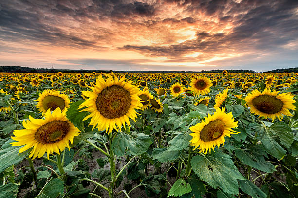 istock Beautiful sunset over sunflower field 2212869649