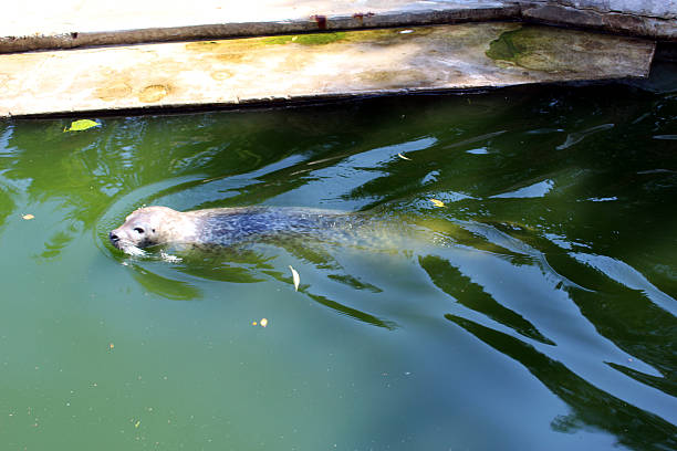 A seal in fresh sea water emerging to the surface