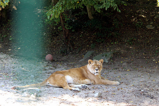 istock Asiatic lioness resting in forest enclosure 2212871266