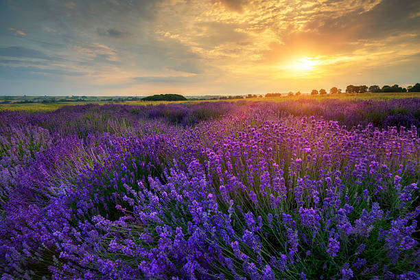 istock Beautiful lavender field sunset landscape 2212871597