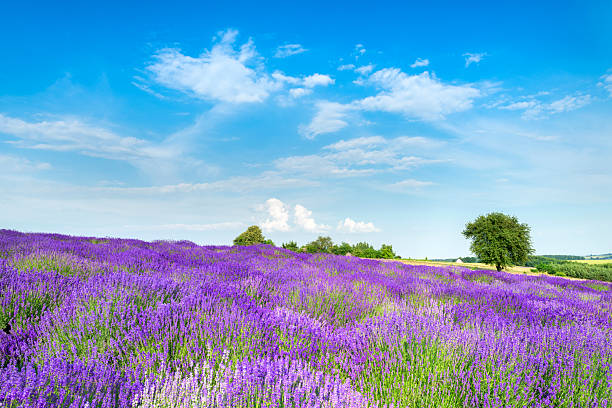 istock Beautiful lavender field against blue cloudy sky 2212871599