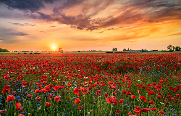 istock Beautiful sunrise over red poppies field 2212871809