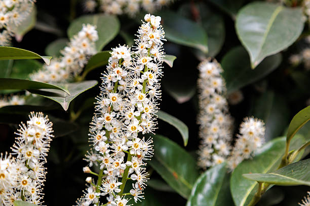 istock cherry laurel blossom tree flowers in the city 2212873028