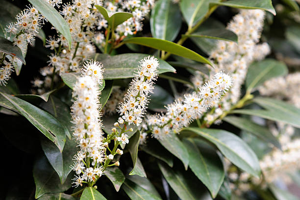 istock cherry laurel blossom tree flowers in the city 2212873256